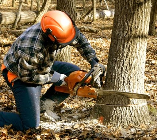 Tree Removal in Exeter, NE